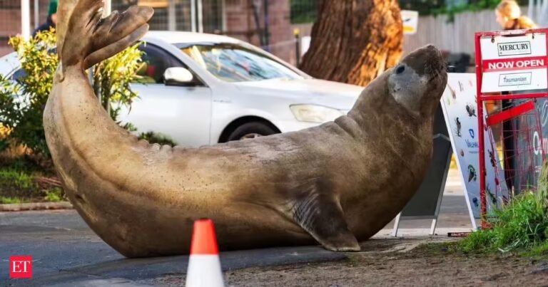 Neil Seal smashes cars, blocks roads in Tasmania and has 1.4 million fans. Now Australia is asking people to respect his privacy