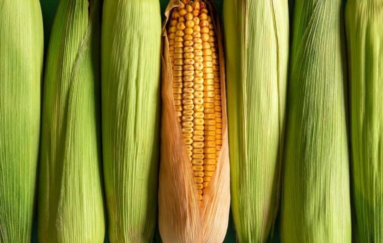 Corn Firm Late to Close Tuesday with Gains