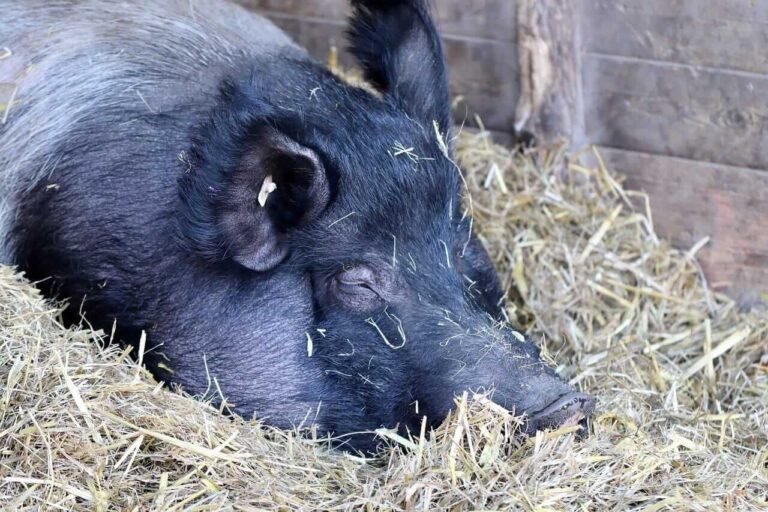 Hogs Look to Thursday Action Following Wednesday Gains