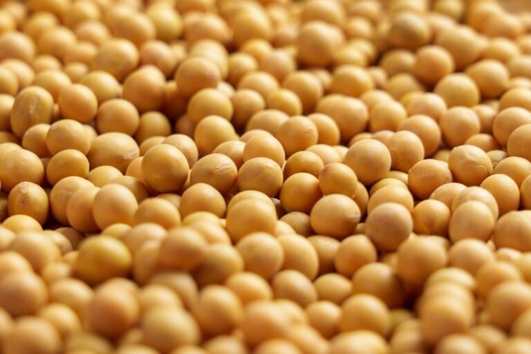 Soybeans Collapse on Monday with Weather and Outside Pressures