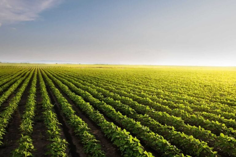 Soybeans Getting a Tuesday Bounce as Ratings Slip
