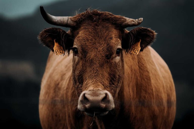 Cattle Continues Slide into the Weekend on Weaker Cash and Beef