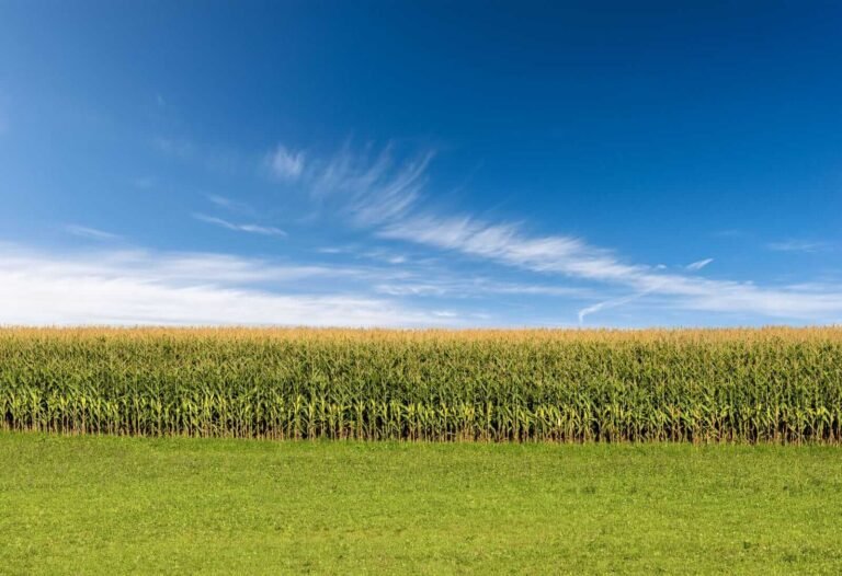 Corn Rallies on Wednesday, with Spillover Support