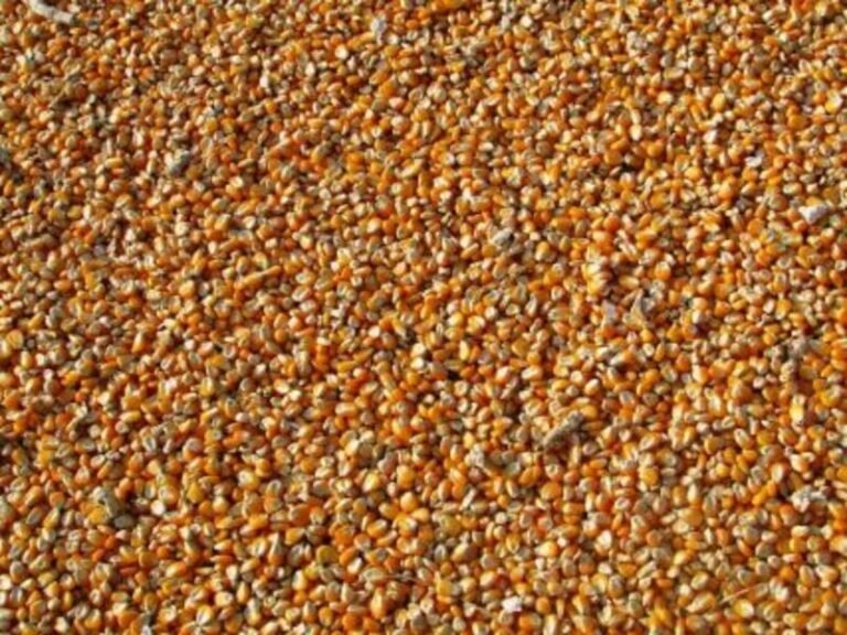 Corn Showing Fractional Losses on Thursday