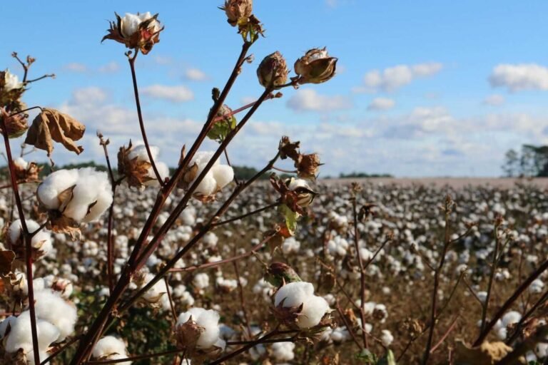 Cotton Facing Early Tuesday Weakness