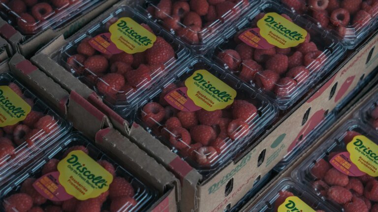 Driscoll’s Strawberries Contaminated With ‘Forever Chemicals,’ Lawsuit Claims