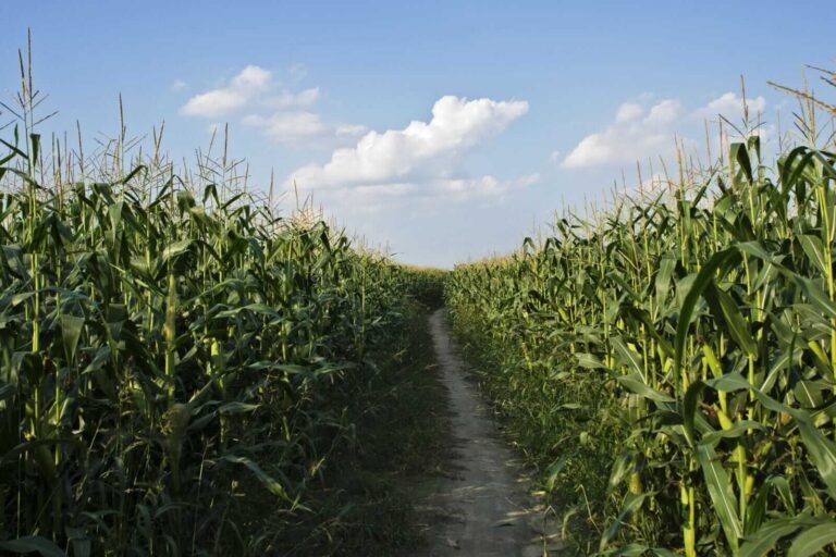 Corn Bouncing at Tuesday’s Midday