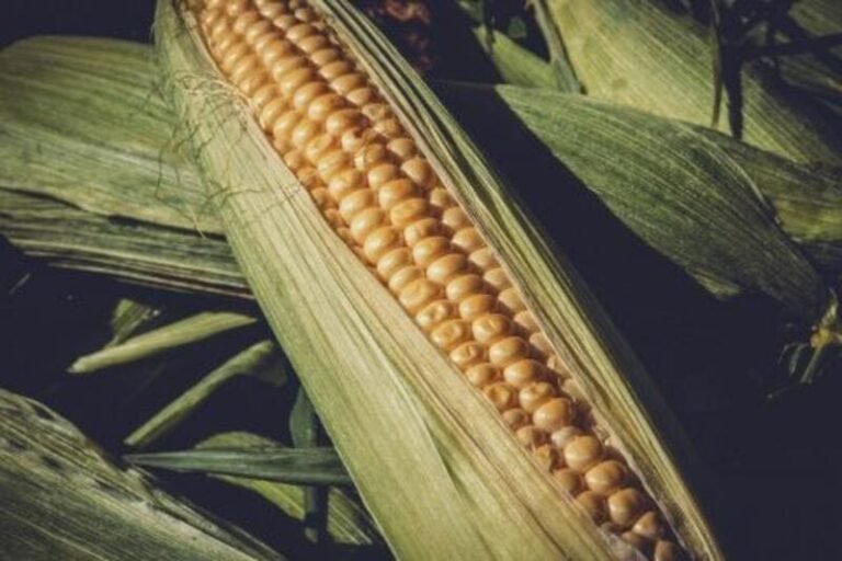 Corn Slipping Back in Tuesday Morning Trade