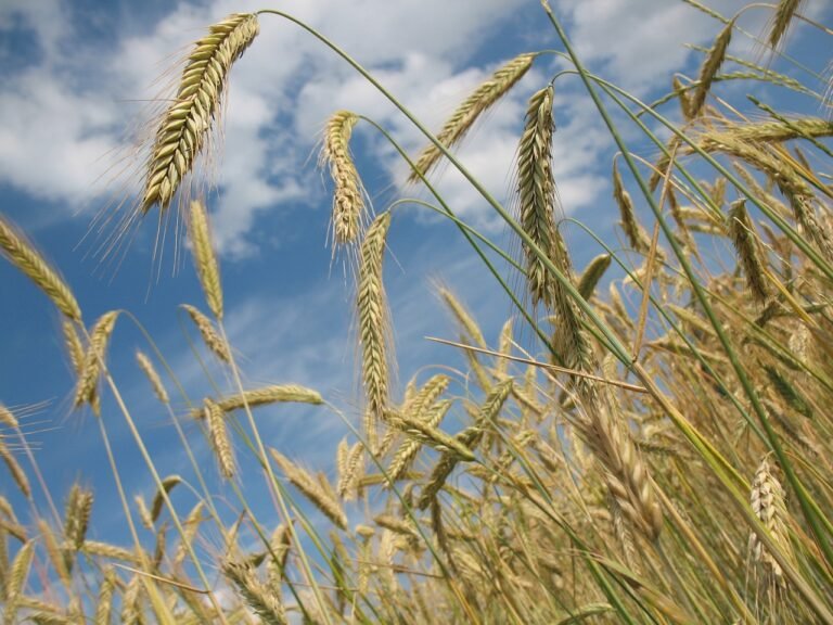 Wheat Posts Strength on Thursday
