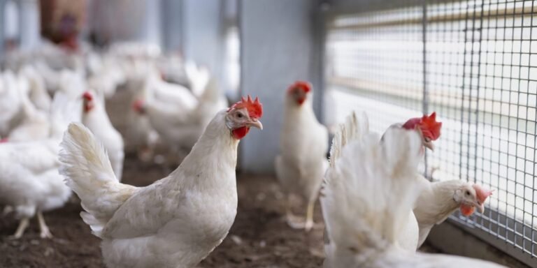AI workers just got together and donated $40 million to save factory-farmed chickens
