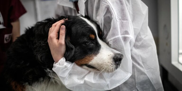 Vets issue warning to pet owners as flesh-eating screwworm spreads through Texas and New Mexico