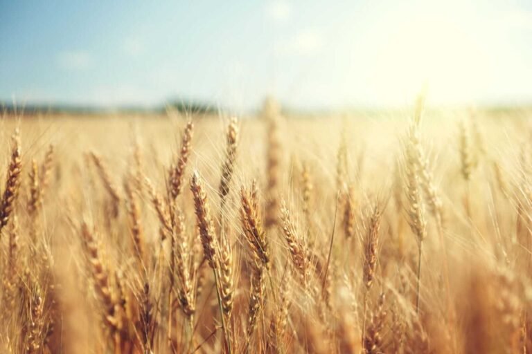 Wheat Falling Back in Early Friday Trade
