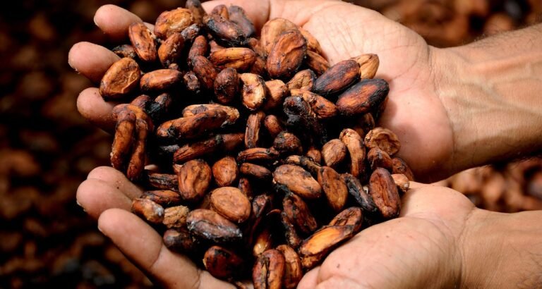 Cocoa Prices Slump Amid Weak Demand and Abundant Supplies