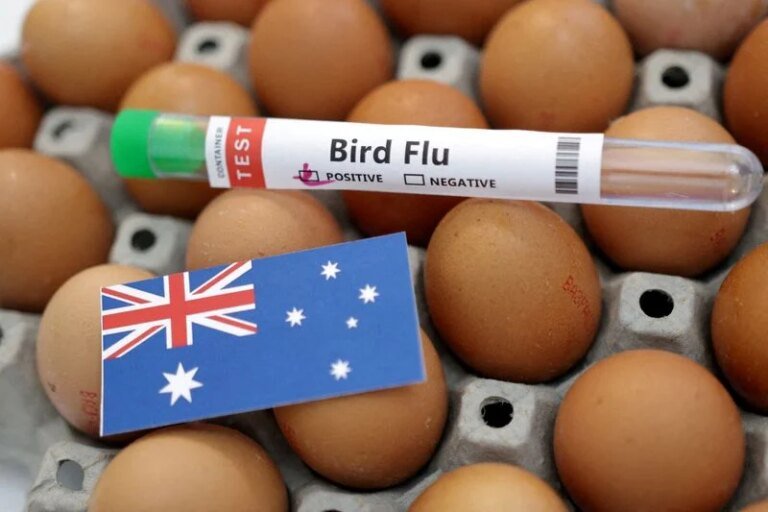 Australia confirms H5N1 bird flu case in Australian seabird for first time