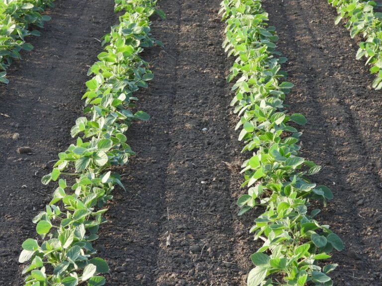 Soybeans Showing Monday AM Gains
