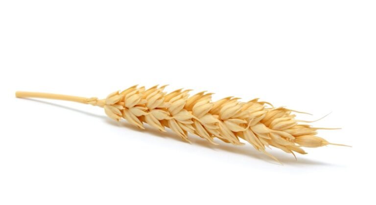 Wheat Pulling Off Early Lows, but Still Under Pressure on Friday