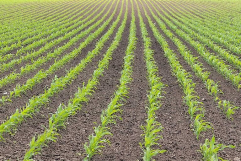 Corn Fades Back Loser on Thursday