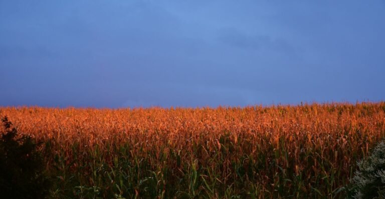 Corn Turning Higher at Midday