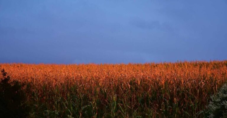 Corn Rallying at Midday | Nasdaq