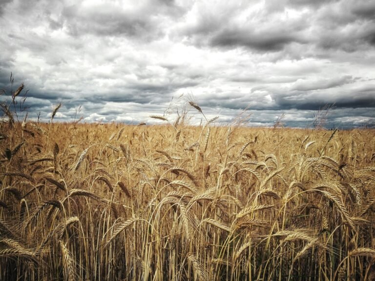 Wheat Leading the Grain Rally on Wednesday Morning Black Sea Escalation