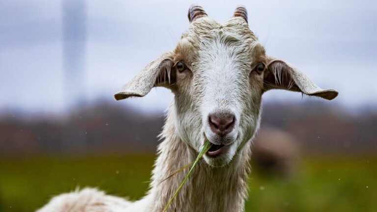 Laguna Hills HOA Sues Family Over Fence Protecting Beloved Pet Goats