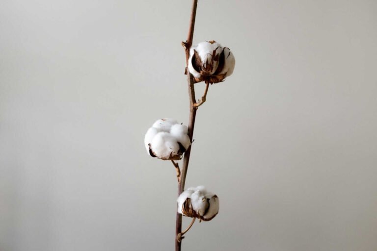 Cotton Fades Back Lower on Wednesday