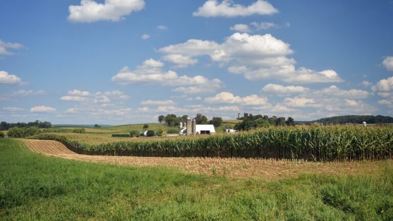 Corn Prices Plummet—but Farmers’ Land Is Getting More Valuable