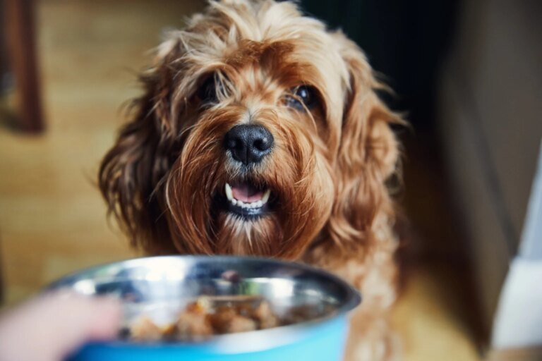 Chewy: Better Margins Do Not Fix The Growth Reset (Rating Downgrade) (NYSE:CHWY)